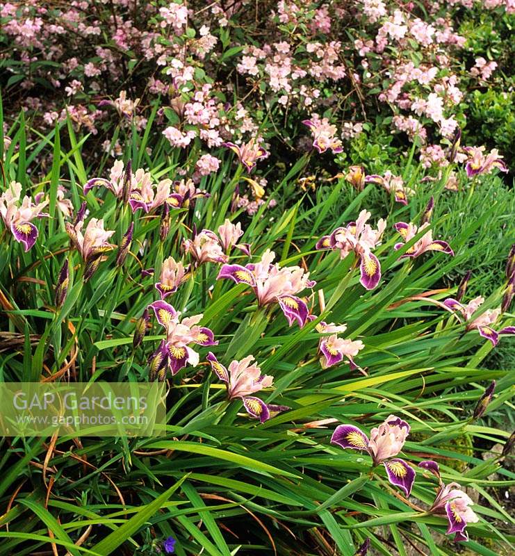 Iris Pacific Coast Hybrid syn Iris Californian Hybrid with Deutzia kalmaeflora