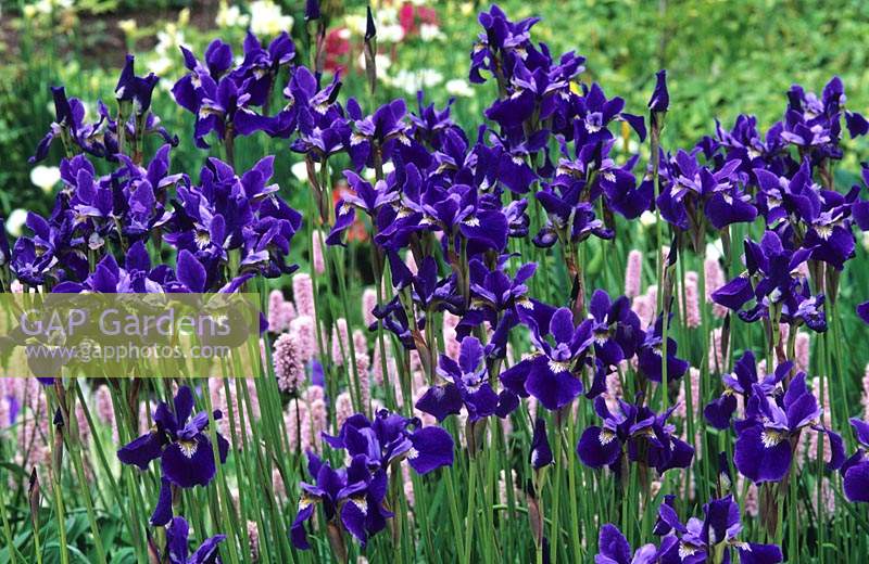 Iris sibirica Violet Mere