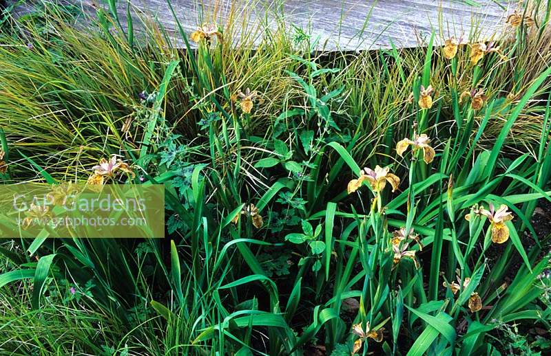 Iris Holden Clough planted amongst ornamental brasses