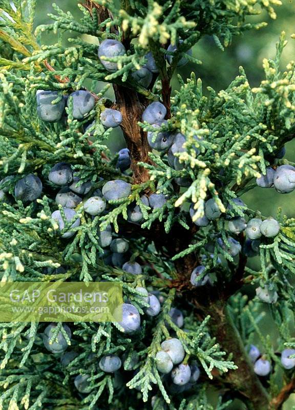 Juniper berries Juniperus x media Sulphur Spray