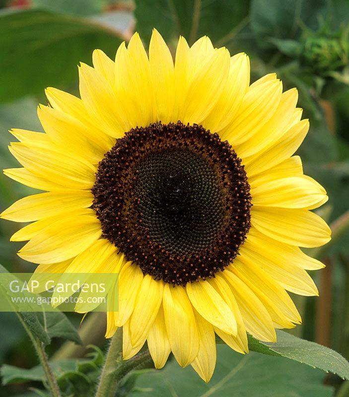 sunflower Helianthus annuus Moonwalker