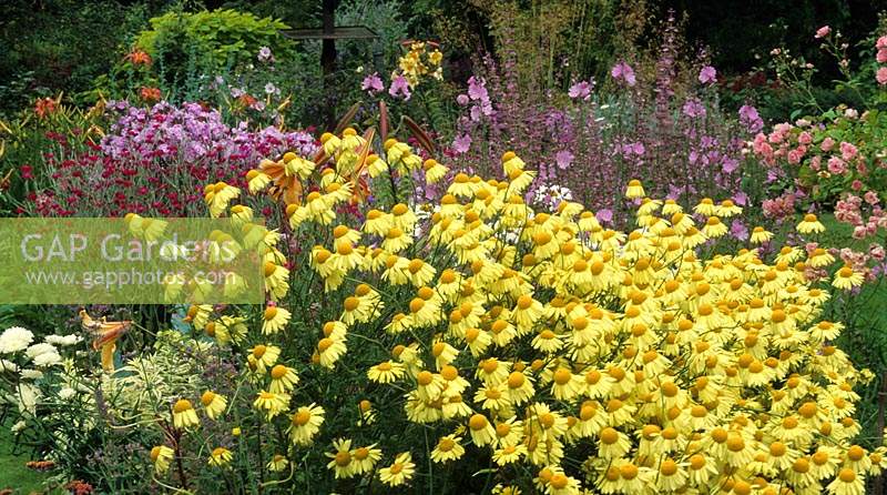 Dingle Bank Shropshire summer herbaceous border Helenium Butterpat