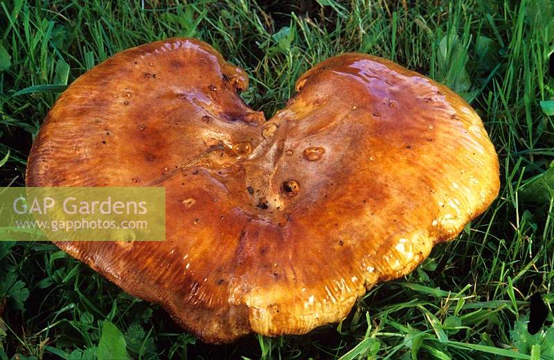 brown roll rim mushroom Paxilus involutus