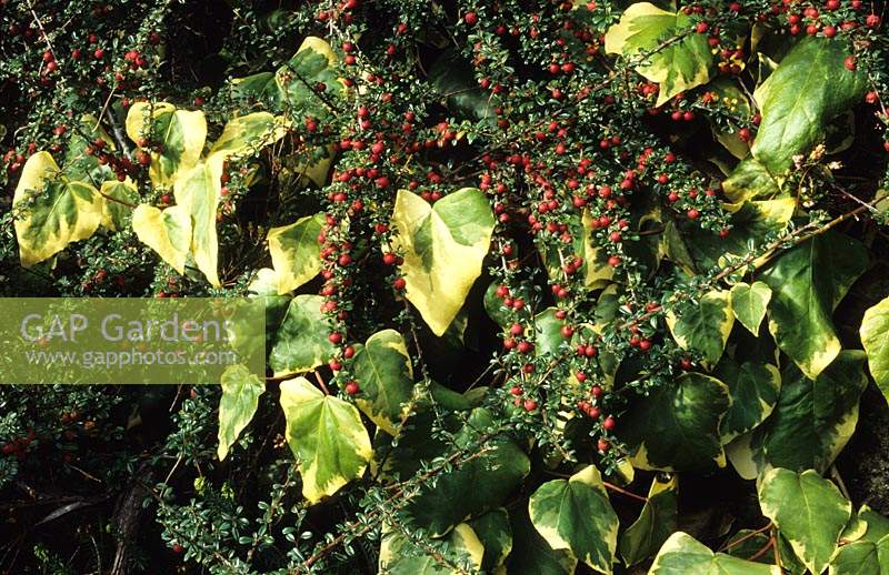 Coates Manor Sussex ivy Hedera colchica Dentata Variegata growing through Cotoneaster horizontalis