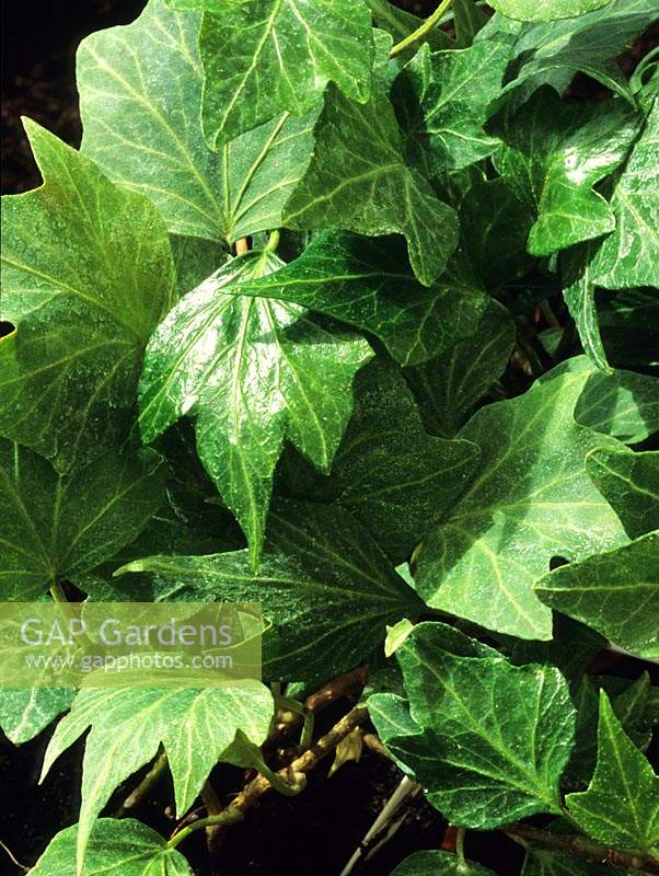 ivy Hedera helix Green Ripple
