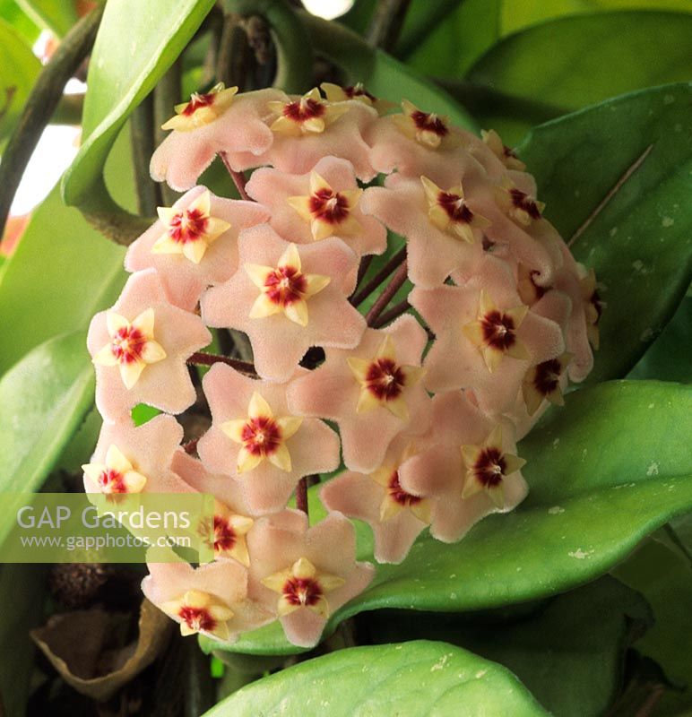 wax flower Hoya carnosa