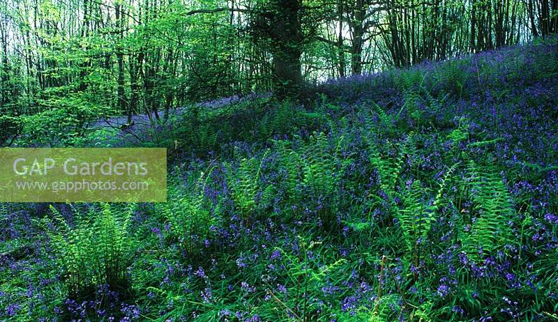 private woodland Surrey Bluebells and ferns Hyacinthoides non scriptus