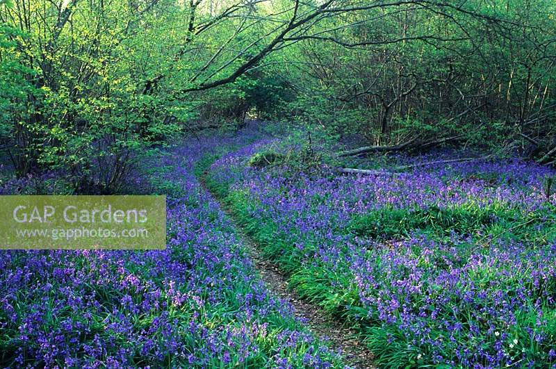 Shamley Green Surrey Bluebells Hyacinthoides non scriptus late Spring flower woodland shade bulb blue may path through wood