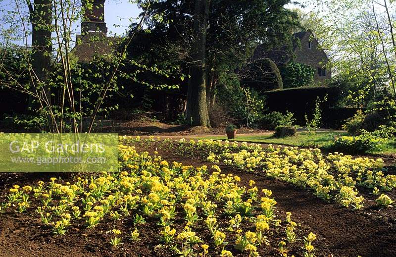Munstead Wood Surrey Gertrude Jekyll the Primula garden Primula vulgaris