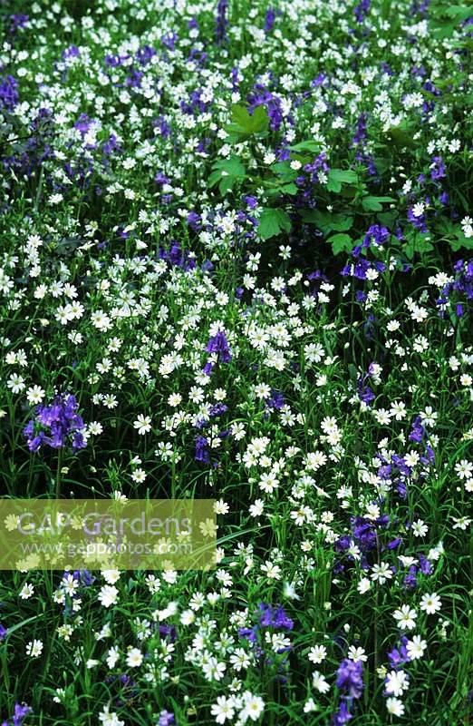 greater stitchwort Stellaria holostea and bluebell Hyacinthoides non scriptus