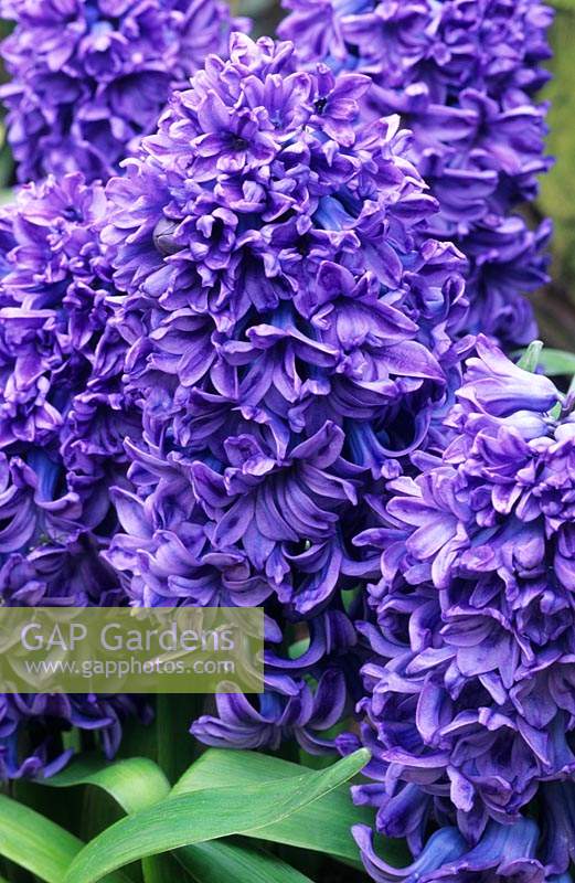 Hyacinth Hyacinthus orientalis Delft Blue