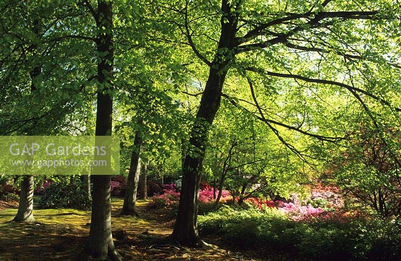 Valley Gardens Surrey stand of beech trees Fagus sylvatica in Spring
