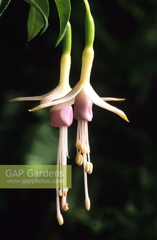 Fuchsia magellanica Molinae syn F Sharpitor