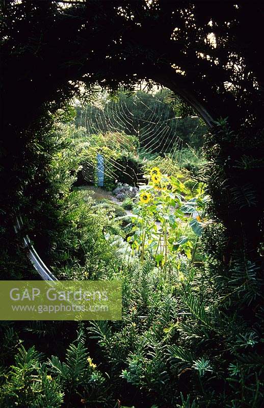 Tilford Cottage Surrey View of formal herb garden through circluar window in yew hedge sunflowers spiders webs