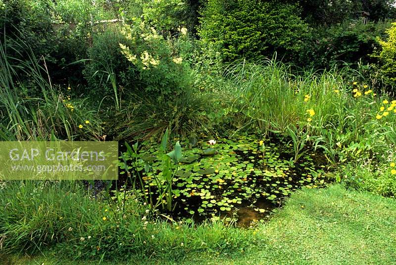 The Anchorage Kent Wildlife pond with native plants