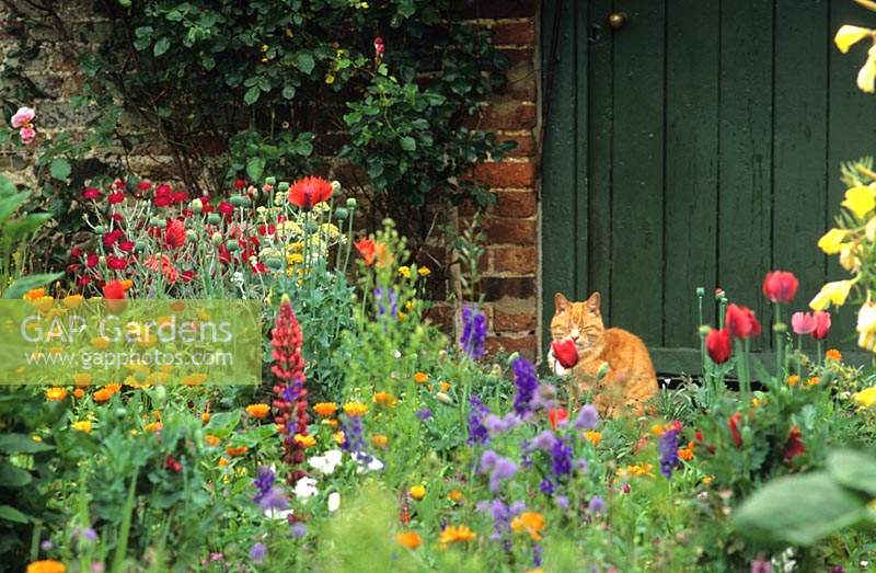 traditional cottage garden in late summer with cat