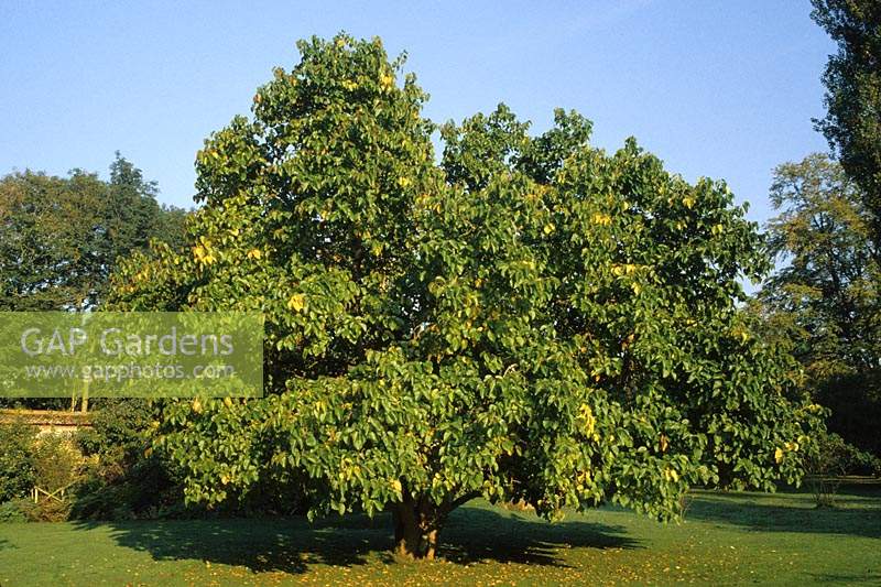 Heale House Wiltshite black mulberry tree Morus nigra