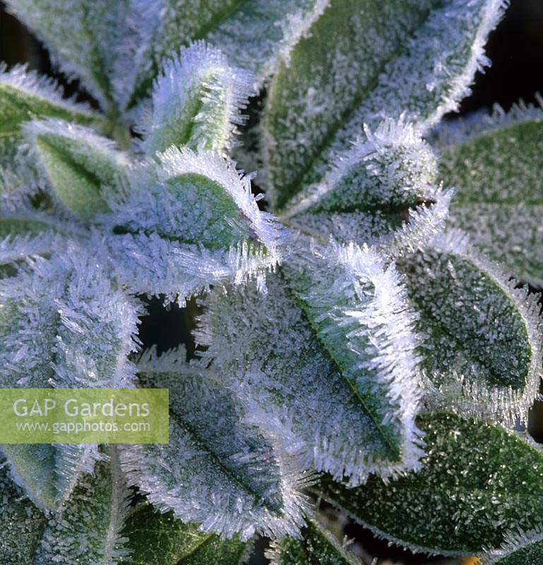 frost on Cytisus battandieri