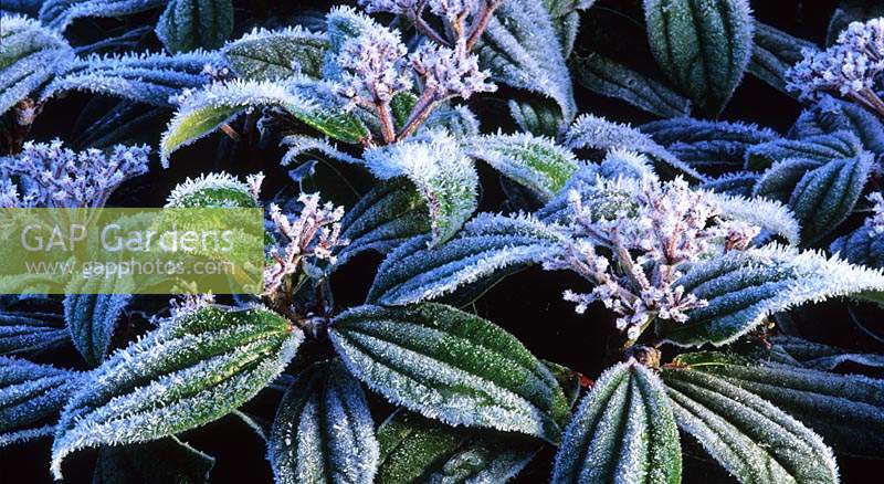frost on Viburnum davidii