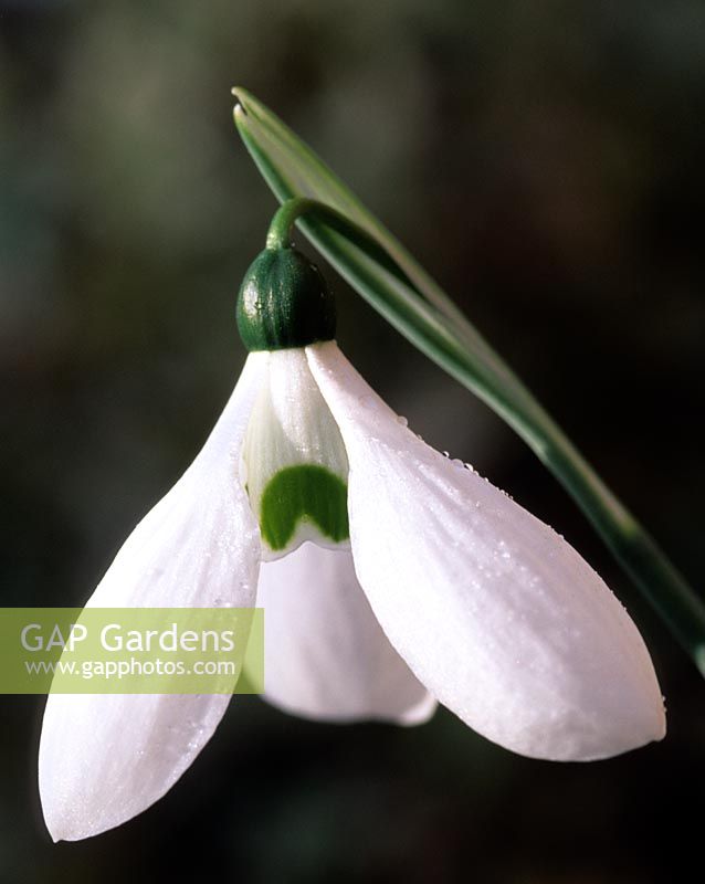 snowdrop Galanthus caucasicus
