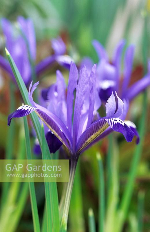 Iris reticulata 'Springtime'