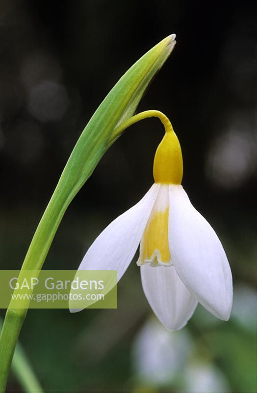 snowdrop Galanthus nivalis Wendy s Gold