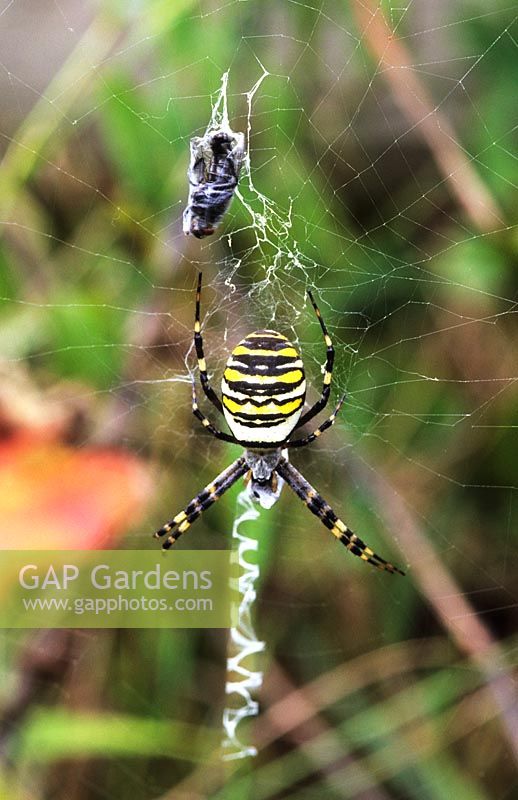 wasp spider Argiope bruennichi with male ladder web and prey