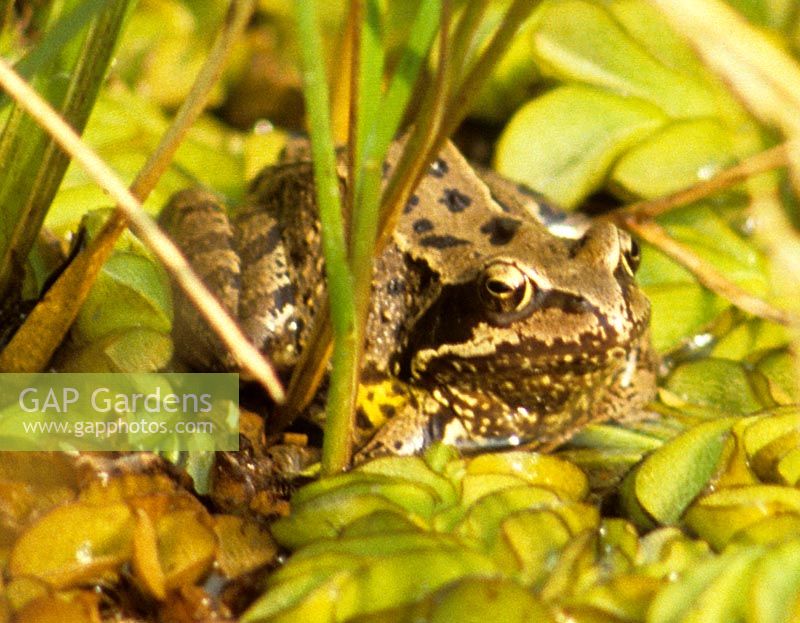 frog sitting in pond margins