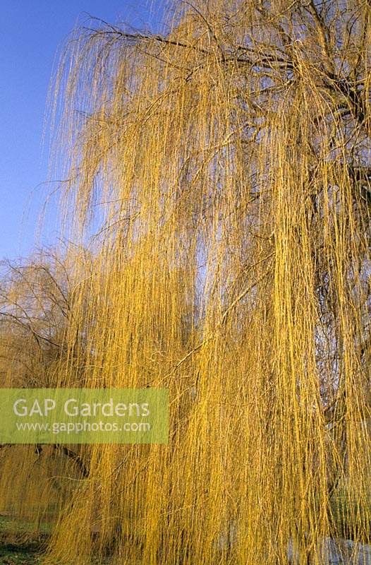 weeping willow Salix x sepulcralis tall deciduous tree green yellow early Spring February
