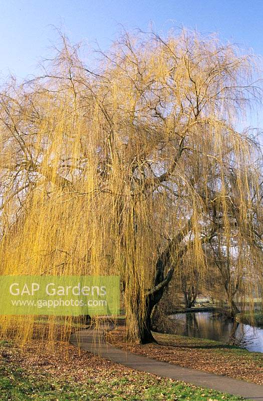 Godalming Surrey weeping willow Salix x sepulcralis tall deciduous tree green yellow early Spring February beside river