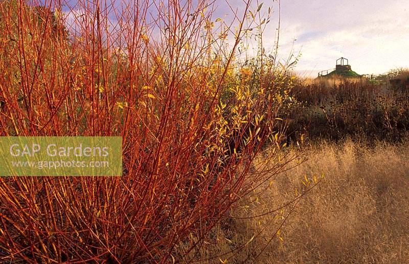 RHS Wisley Surrey design Piet Oudolf willow Salix 'elverton Deschampsia Goldtau winter coloured stems bark deciduous shrub red N