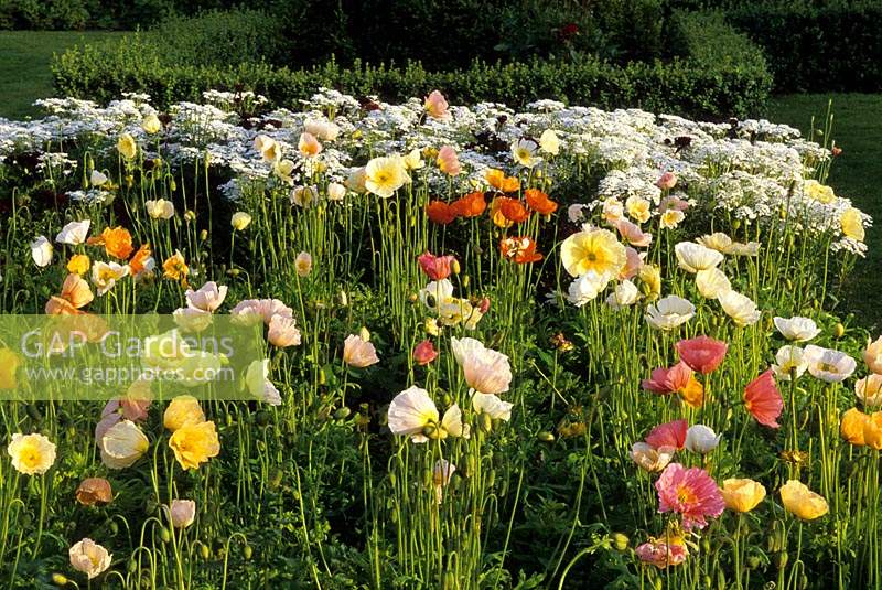 Parham Sussex cut flower garden Iceland poppy Papaver nudicaule