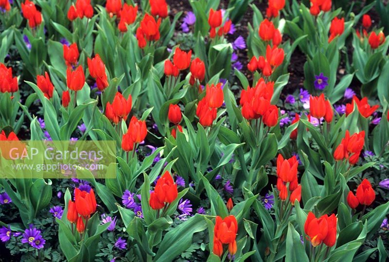 Spring bedding tulip Tulipa praestans Fusilier with Anemone blanda Blue Shades