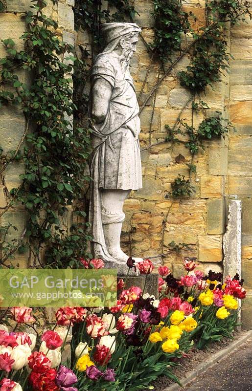 Hever Castle Kent antique statue with mixed parrot tulips
