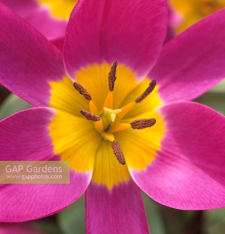 dwarf tulip Tulipa Eastern Star