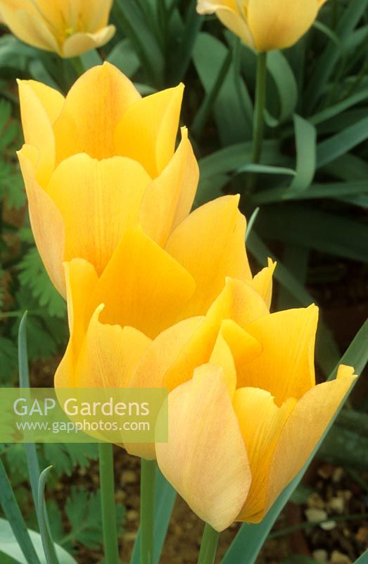 dwarf tulip Tulipa linifolia 'Bright Gem'