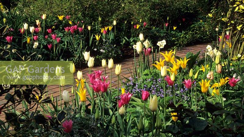 Old Place Farm Kent mixed tulips Tulipa China Pink White Triumphator and West Point