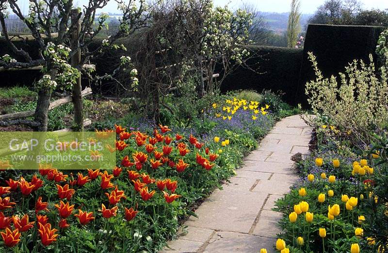 Great Dixter Sussex tulip Tulipa Queen of Sheba Golden Melody and West Point and forget me nots in borders either side of stone