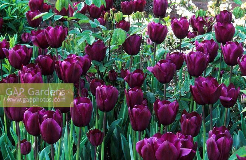 tulip Tulipa Black Swan