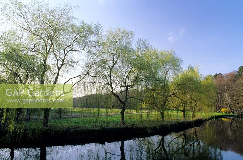 row of weeping willow Salix babylonica growing beside river Wey Surrey