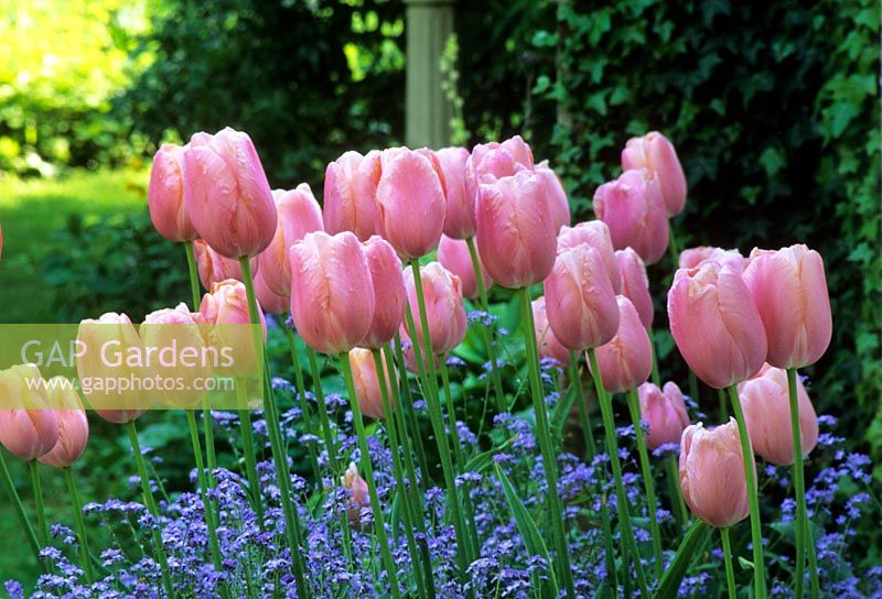 tulip Tulipa 'Menton' with forget me nots