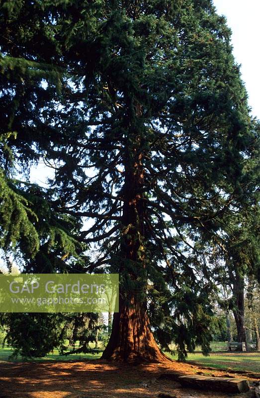 Wellingtonia giant redwood Sequoiadendron giganticum