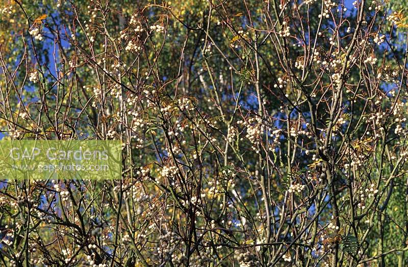 Sorbus cashmeriana winter berry deciduous tree shrub