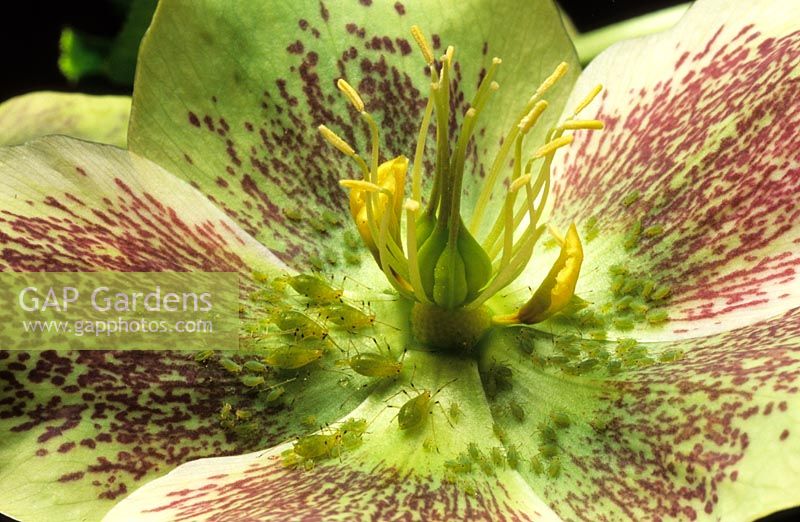 aphids on Hellebore
