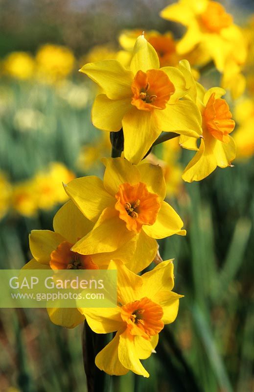 daffodil Narcissus Falconet yellow daffodils flower spring flowers