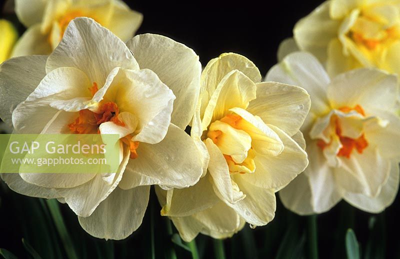 daffodil Narcissus Flower Record daffodils yellow flowers spring flower