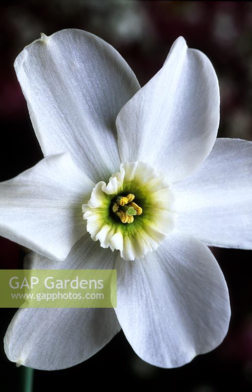 daffodil Narcissus poeticus Greenpeace white head