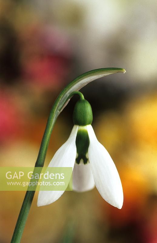 snowdrop Galanthus elwesii