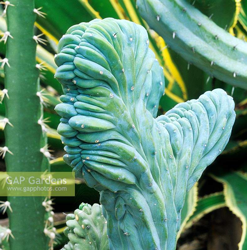 Myrtillocactus geometrizans forma cristata