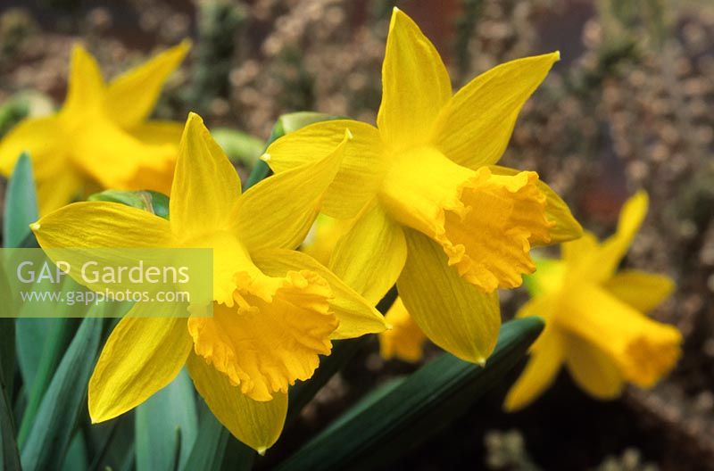 dwarf daffodil Narcissus Midget